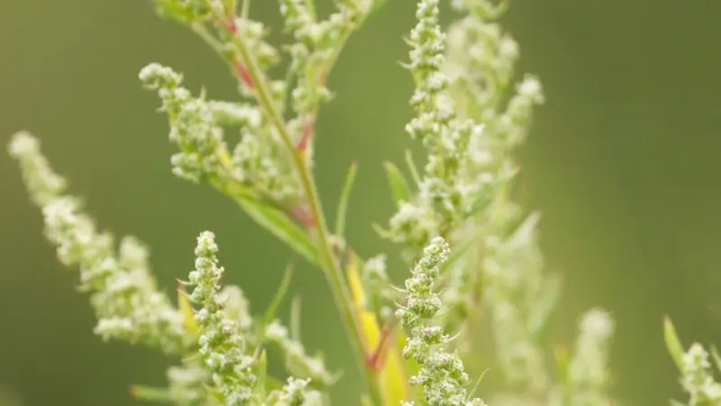 Close-up of mugwort flower plant with clusters of small greenish-white flowers