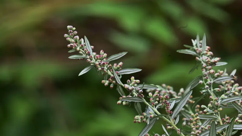 Mugwort flower branch with reddish-maroon flower buds and narrow leaves