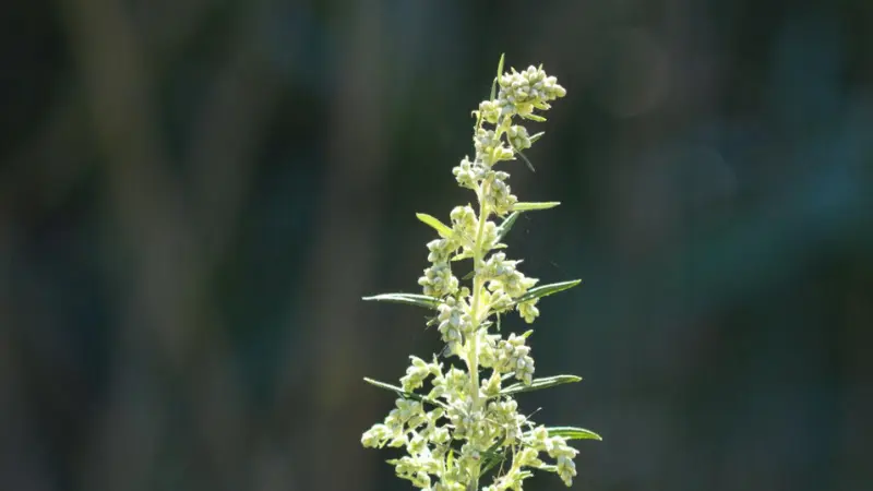 Single tall mugwort flower spike with white blooms against a dark background