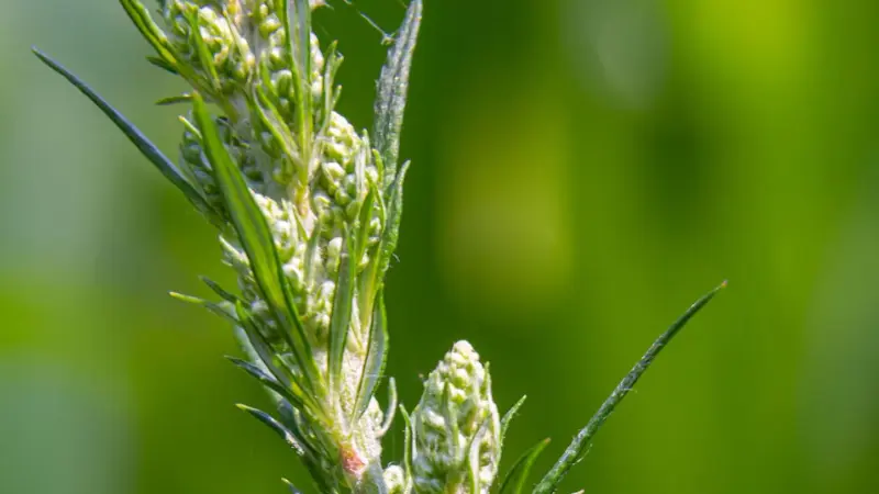 Sunlit mugwort flower buds with spiky leaves against a green background