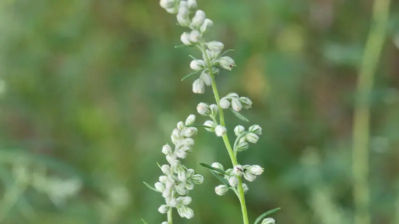 Single mugwort flower stem with rows of small round flower buds