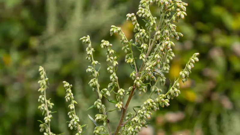 Mugwort flower plant with multiple flowering stems and rounded buds
