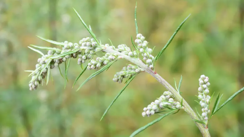 Mugwort flower branch with clustered flower buds and slender pointed leaves