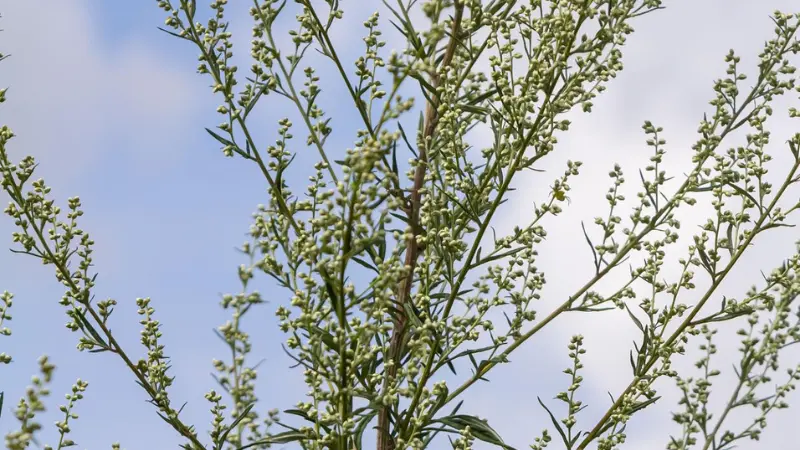 Tall mugwort flower plant with flowering branches silhouetted against blue sky