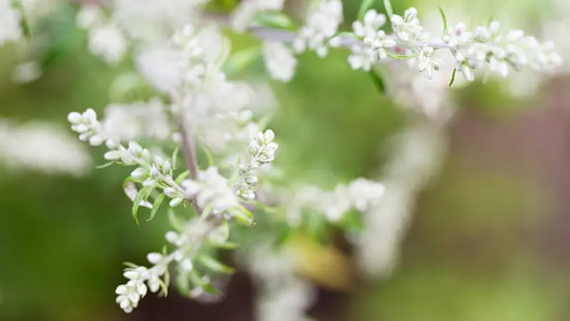 Close-up of tiny white mugwort flowers on slender drooping branches
