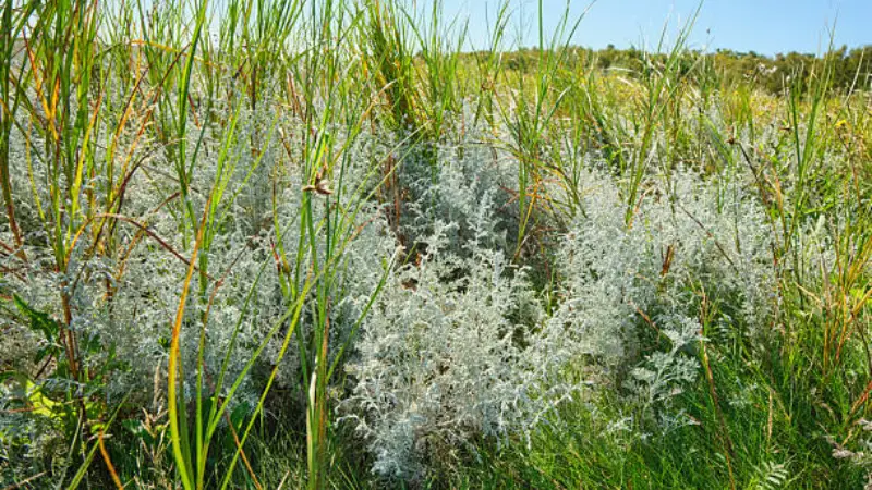 Field of silvery-leaved mugwort flower plants growing among tall grasses