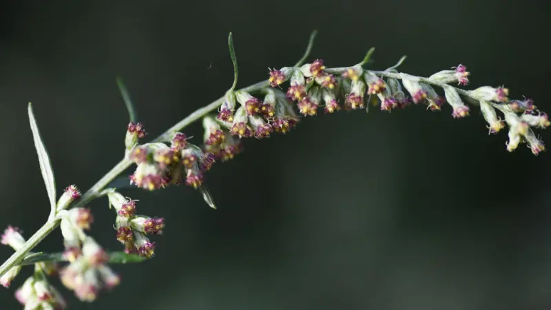 Mugwort flower stem with small reddish-purple and white flowers