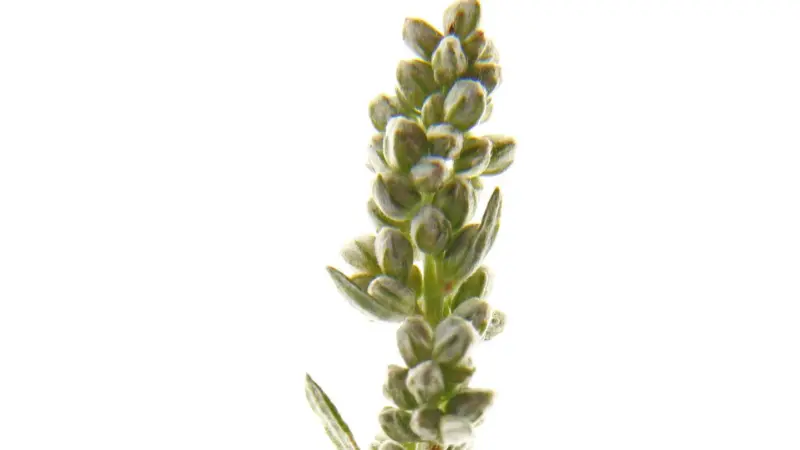 Single mugwort flower spike with greenish buds on a white background