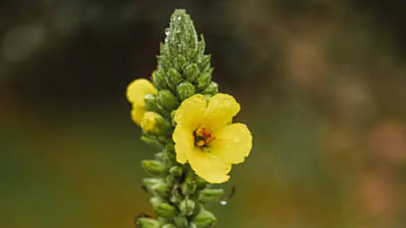 Yellow mullein flower with raindrops on a budding spike