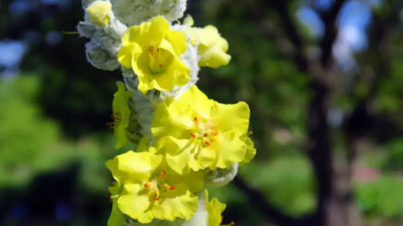 Yellow mullein flowers on a woolly white stem with green backdrop