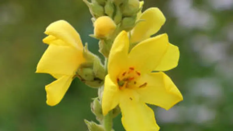 Large yellow mullein flower with orange stamens and budding spike
