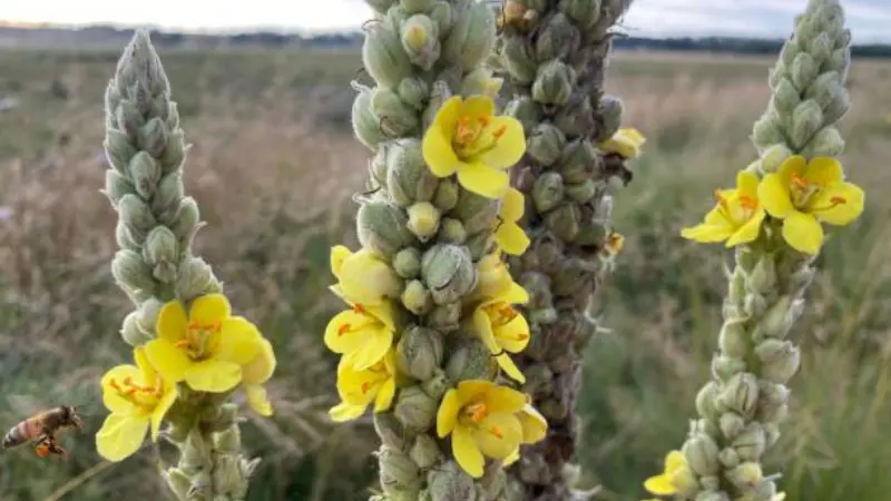 Three mullein flower spikes with a bee in a grassy field