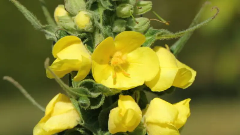 Yellow mullein flowers with fuzzy stems and soft green backdrop