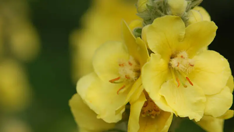 Close-up of yellow mullein flowers showing fuzzy orange stamens