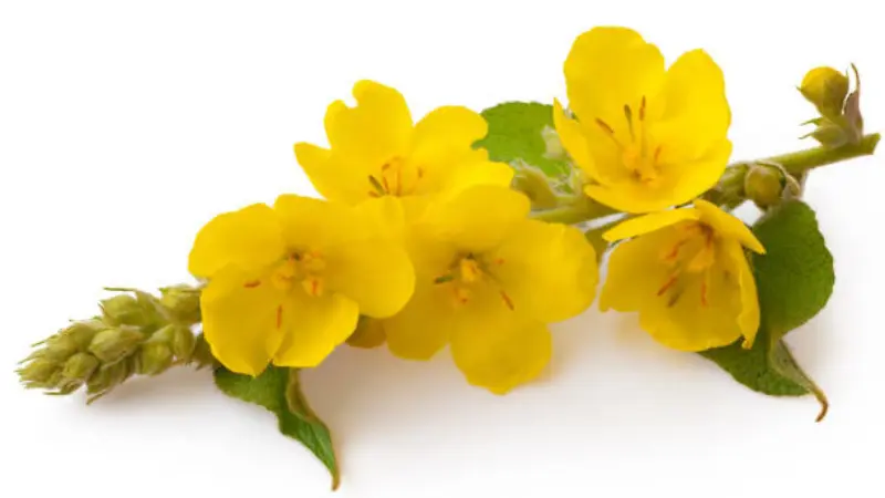 Cut mullein flower sprig with yellow blooms and green leaves on white background