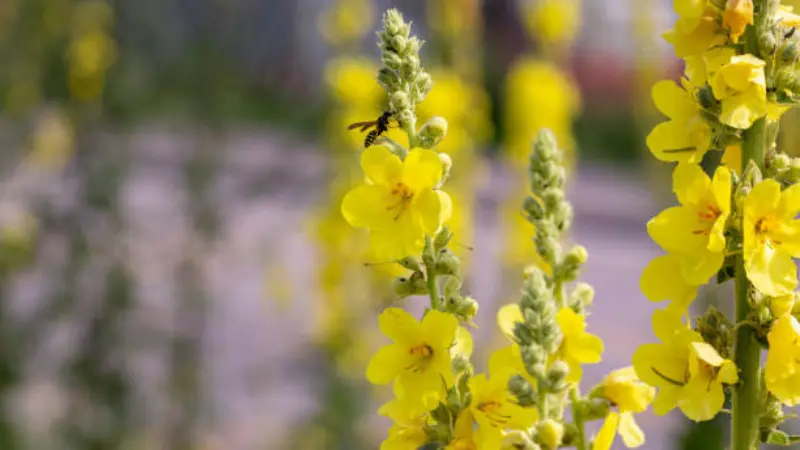 Yellow mullein flower spikes with a wasp in a garden setting