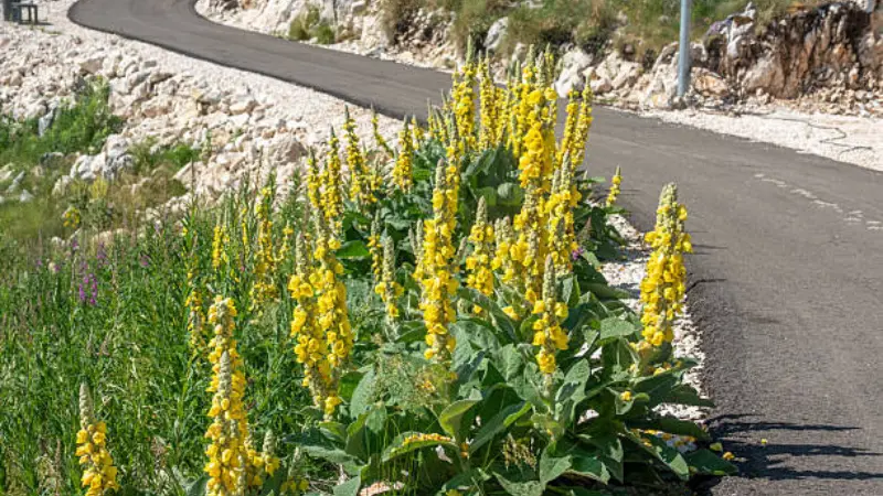 Tall yellow mullein flower spikes growing beside a mountain road