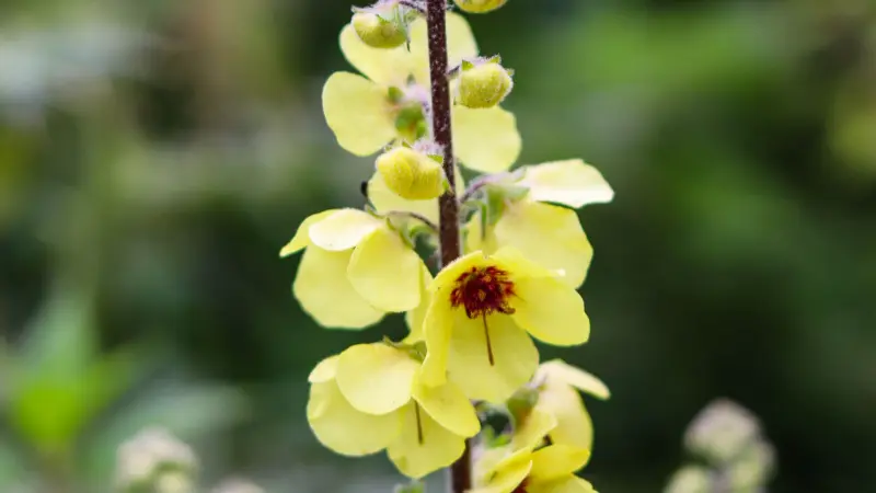 Yellow mullein flower with dark red stamens on a tall spike