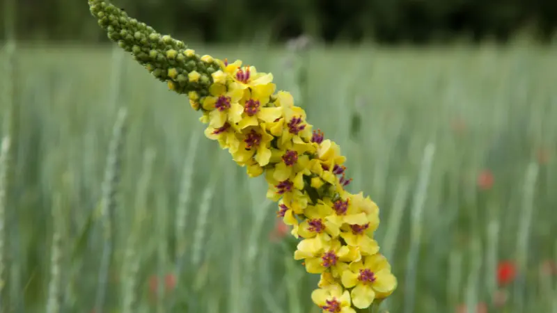 Yellow mullein flower spike with maroon centers in a wheat field
