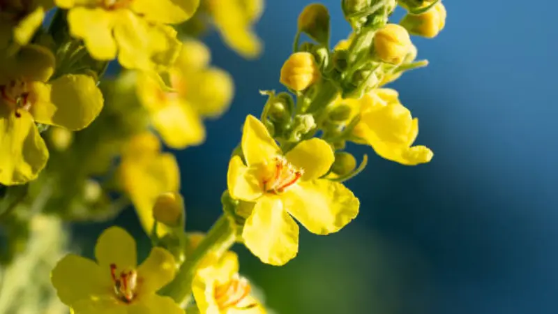 Yellow mullein flowers blooming against a vivid blue sky