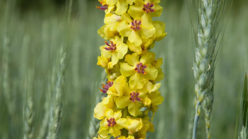 Yellow mullein flower spike with dark maroon centers in a green field