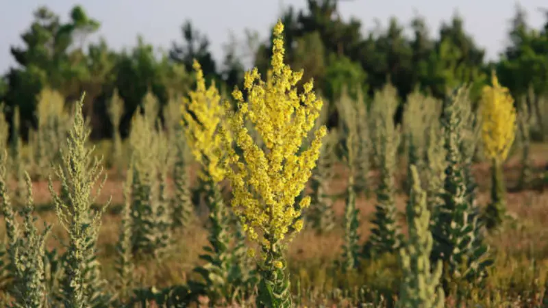 Field of tall yellow mullein flower plants glowing in evening light