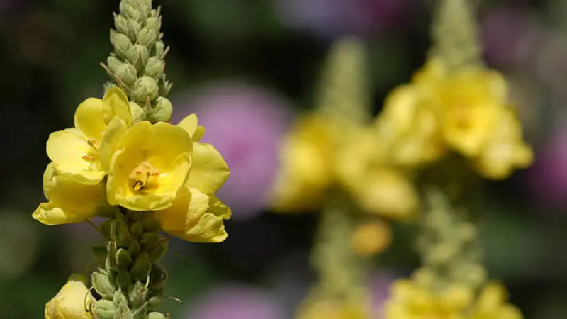 Yellow mullein flower in focus with blurred pink flowers behind