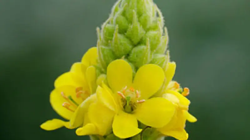 Yellow mullein flowers beneath a fuzzy unopened bud cluster