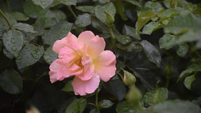 Pink musk rose flower with water droplets on petals and leaves