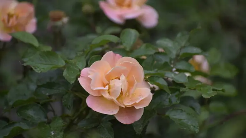 Peach and pink musk rose flower in a garden setting