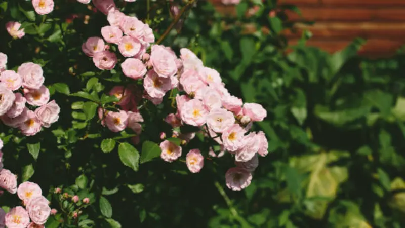 Cascading cluster of pink musk rose flower flowers against a wooden fence