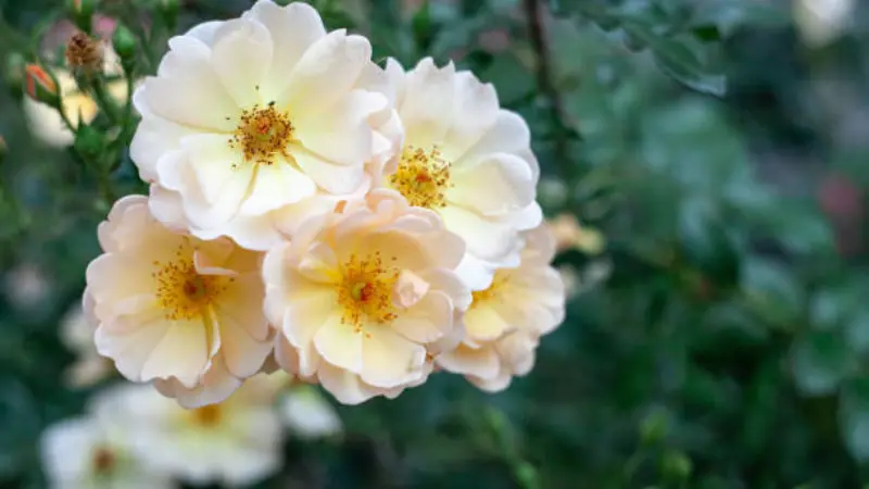 Cluster of cream and yellow musk rose flower flowers with golden stamens