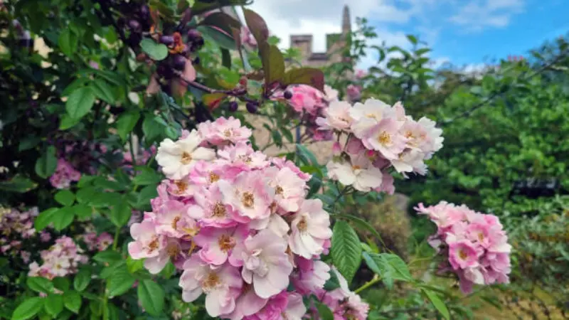 Pink musk rose flower clusters climbing near a stone building