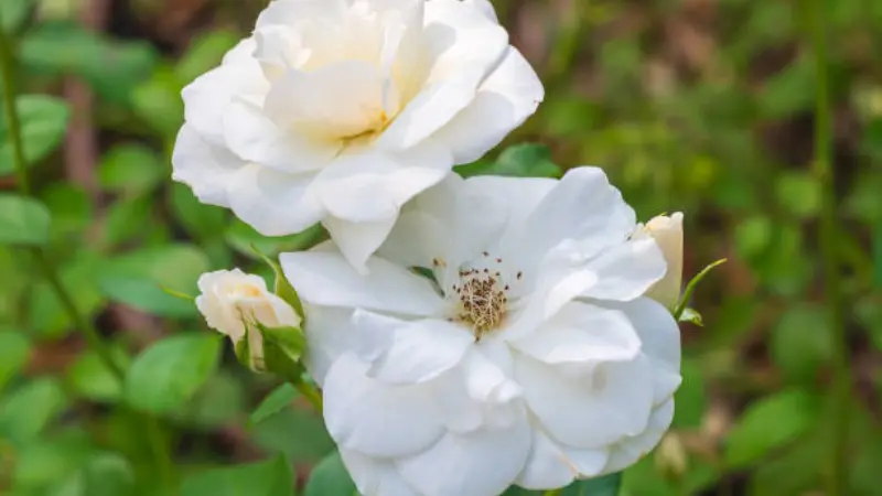 Two white musk rose flower flowers with a bud, surrounded by green leaves