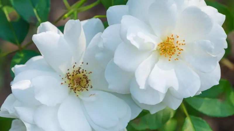 Close-up of two white musk rose flower flowers with golden-yellow stamens