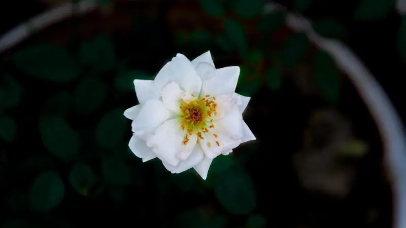 Single white musk rose flower glowing against a dark backdrop