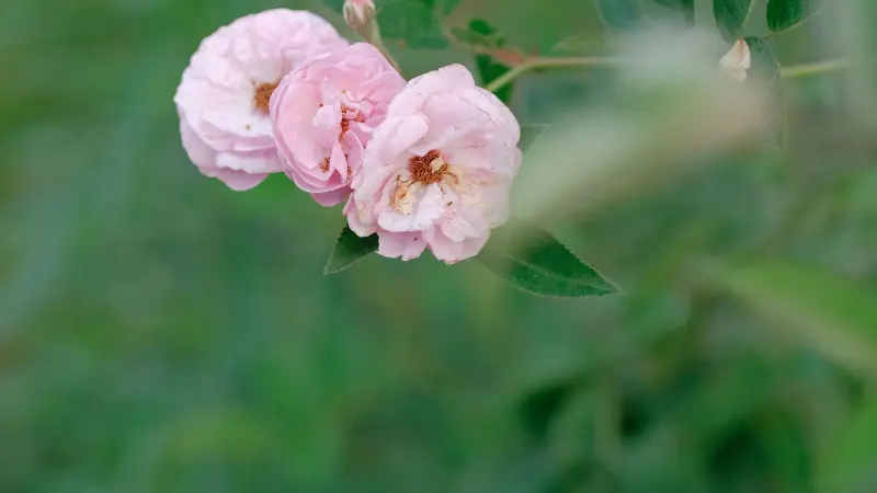 Three pale pink musk rose flower blooms on a soft-focus green background