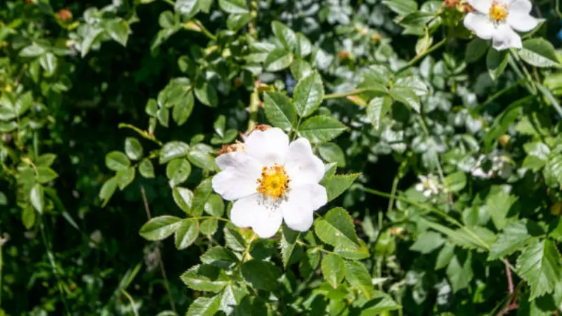Single white musk rose flower with yellow center among green leaves