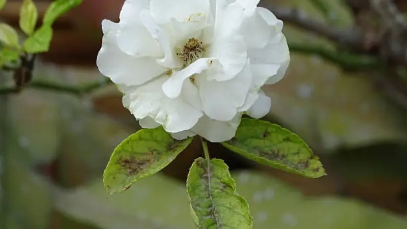 Fluffy white double musk rose flower with multiple petal layers
