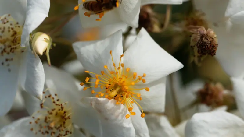 Close-up of white musk rose flower flowers with a bee and golden stamens