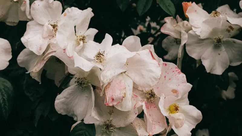 Cluster of white musk rose flower flowers with faded pink-tinged petals