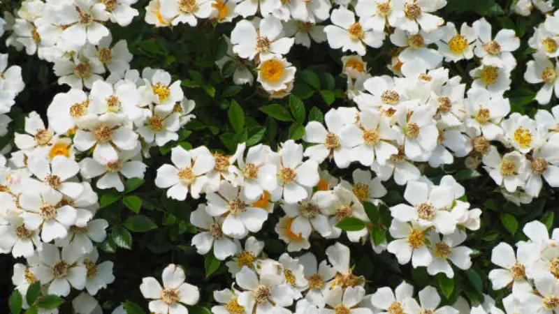 Dense cluster of small white musk rose flower flowers in full bloom