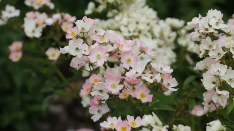 Mixed pink and white musk rose flower blossoms on a flowering shrub