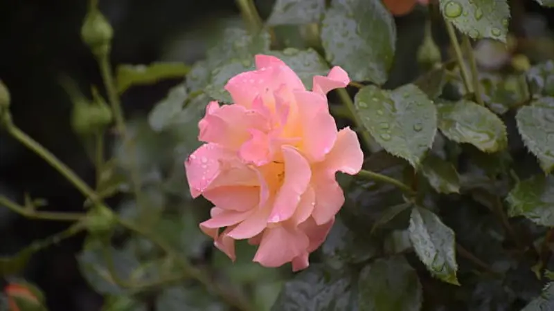 Pink musk rose flower with raindrops against dark green foliage