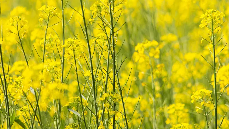 Field of bright yellow mustard flowers in full bloom