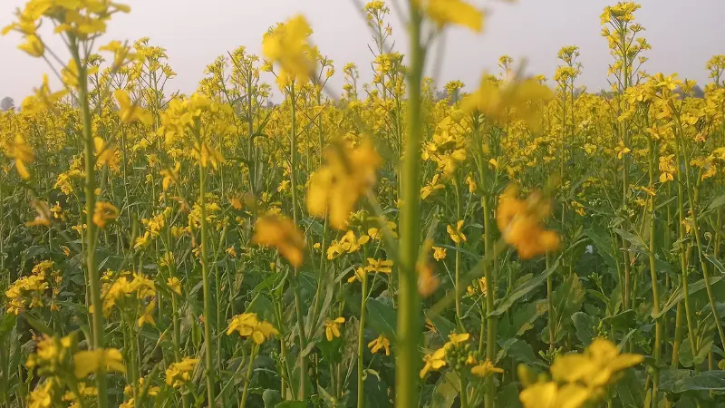 Mustard flowers blooming across a field under a pale overcast sky
