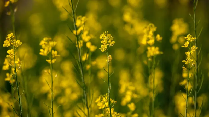 Mustard flowers on slender stems bathed in warm sunlight