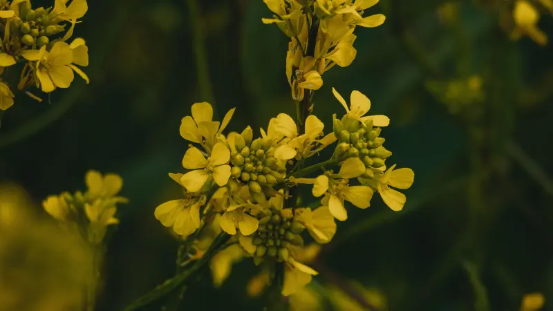 Yellow mustard flowers with green seed buds on dark background