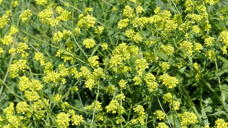 Dense field of pale yellow mustard flowers with green foliage
