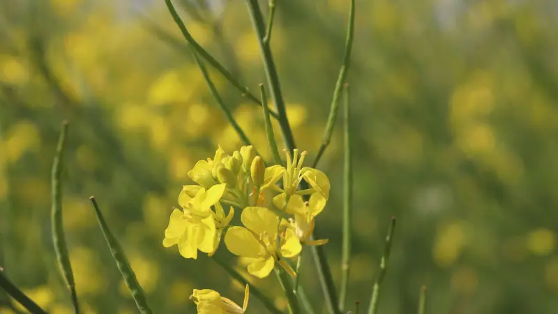 Yellow mustard flower cluster with blurred mustard field background